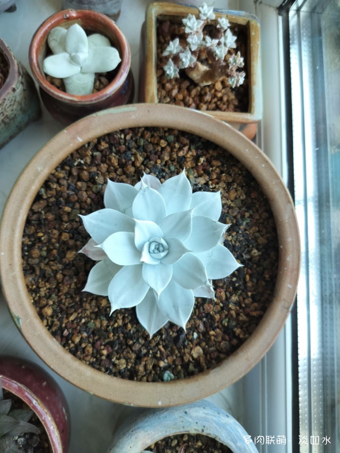 夏天六月的花与多肉