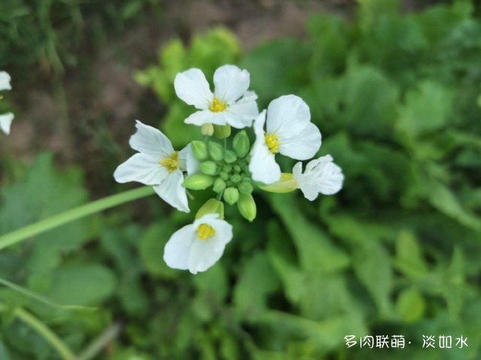 夏天六月的花与多肉