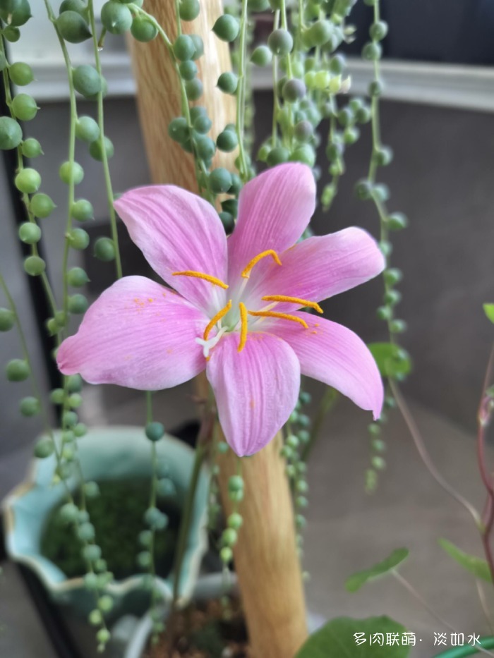 夏天六月的花与多肉