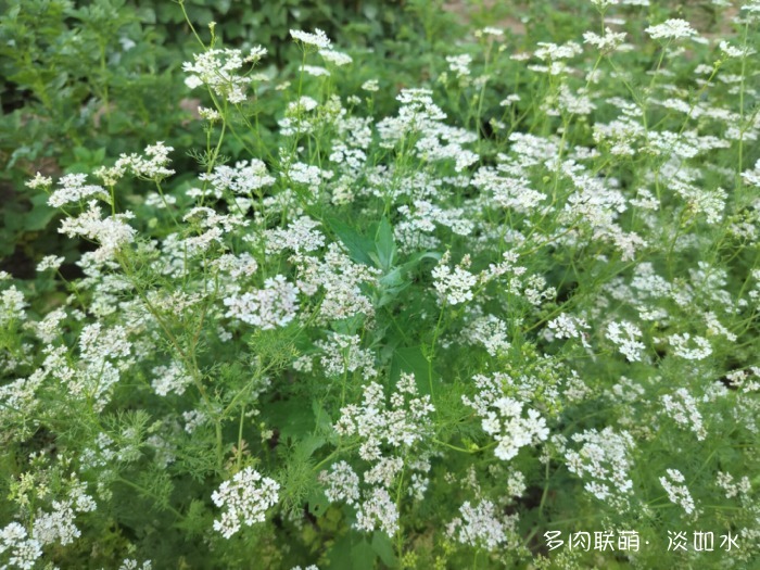 夏天六月的花与多肉