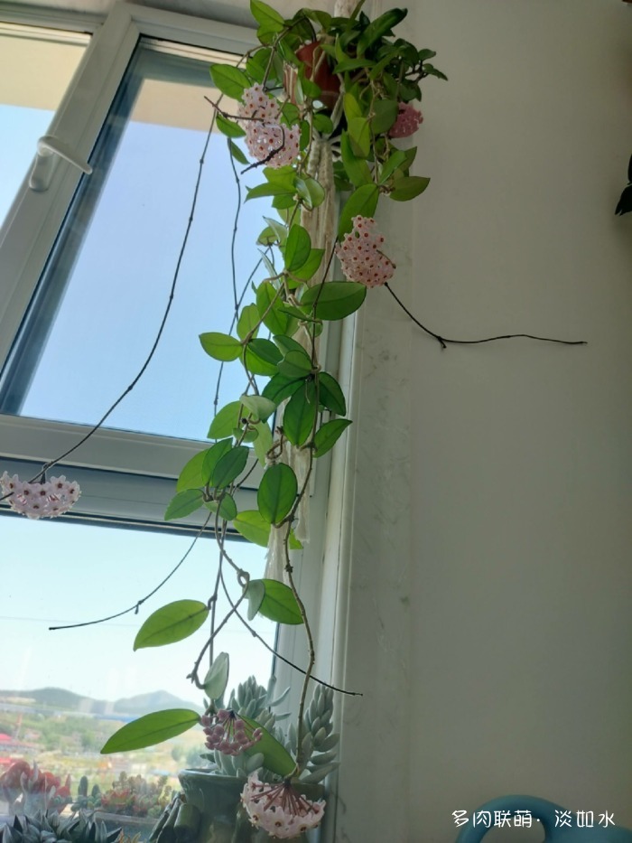 夏天六月的花与多肉