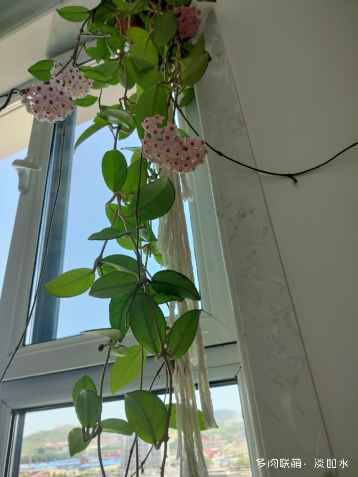 夏天六月的花与多肉