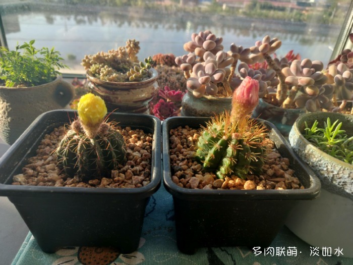 夏天六月的花与多肉