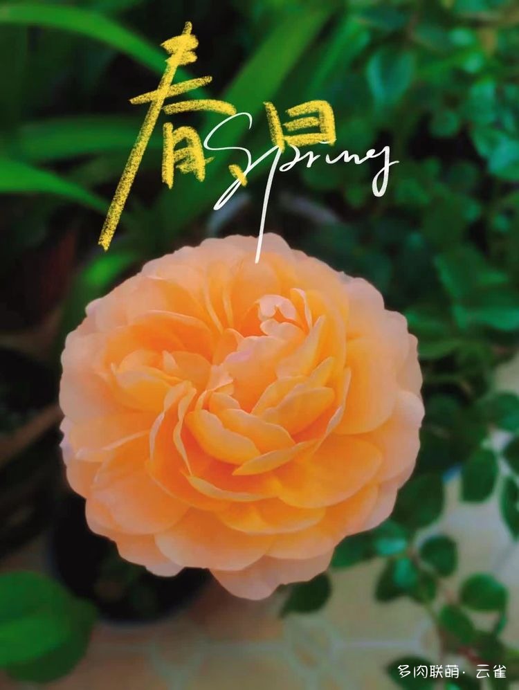 春花