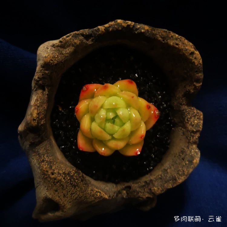 杭州初夏的多肉