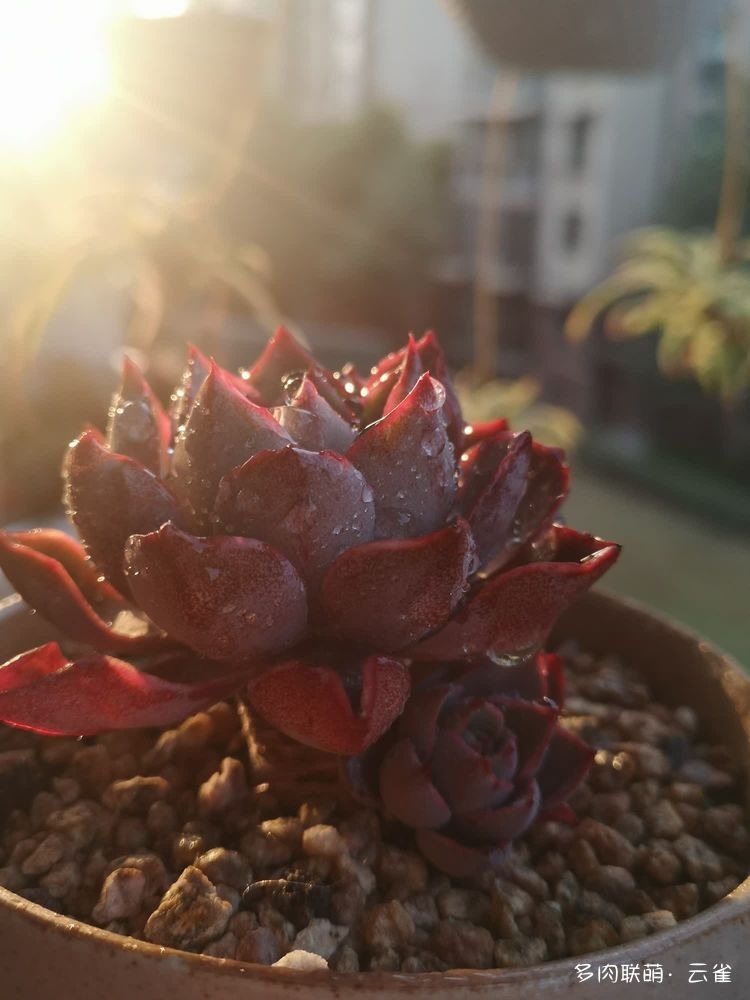 杭州初夏的多肉