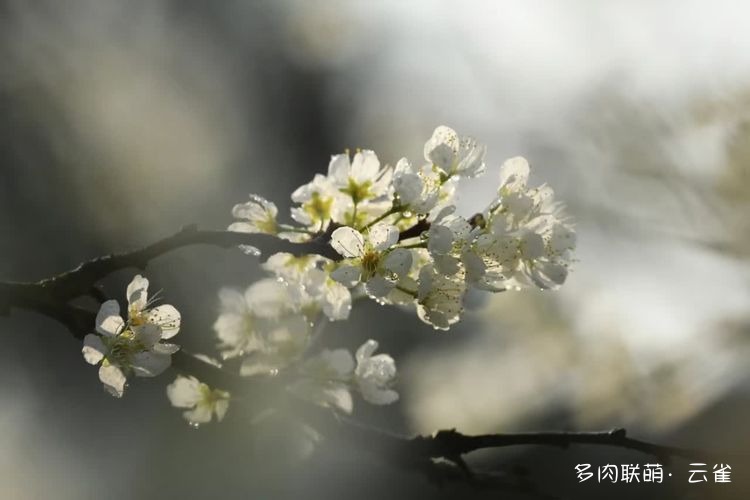 春花