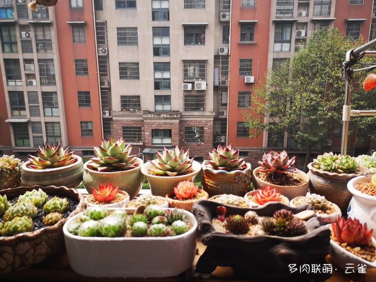 杭州初夏的多肉
