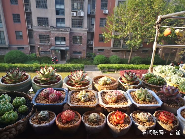 杭州初夏的多肉