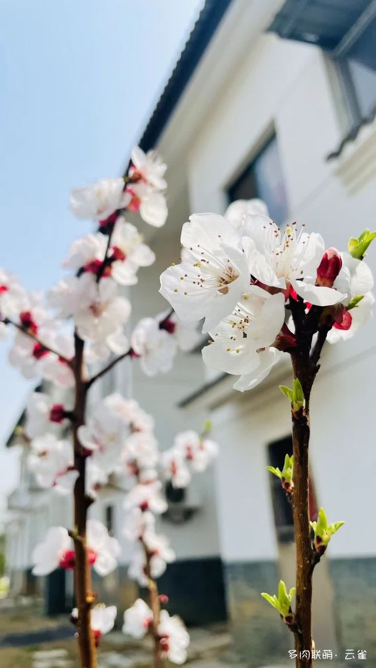 春花
