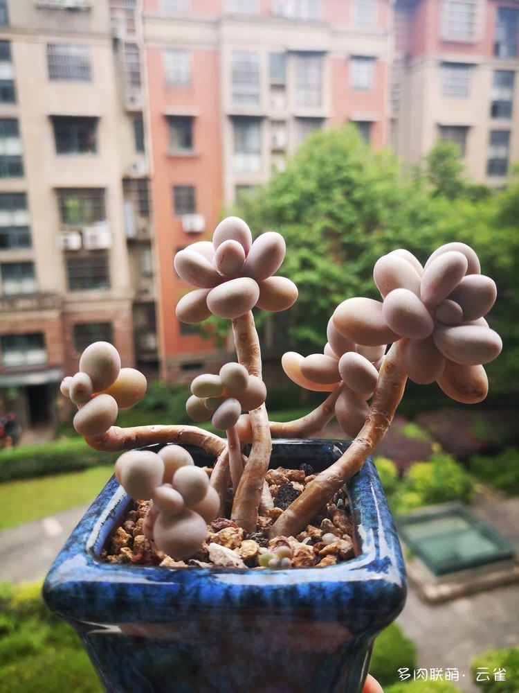 桃蛋