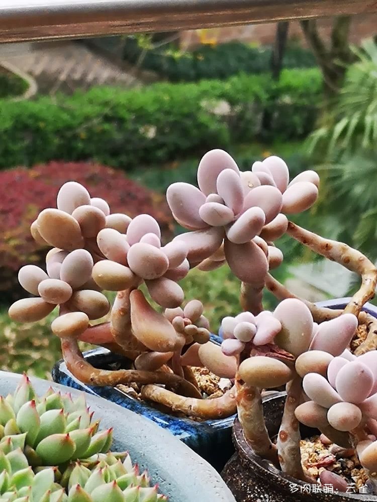 桃蛋