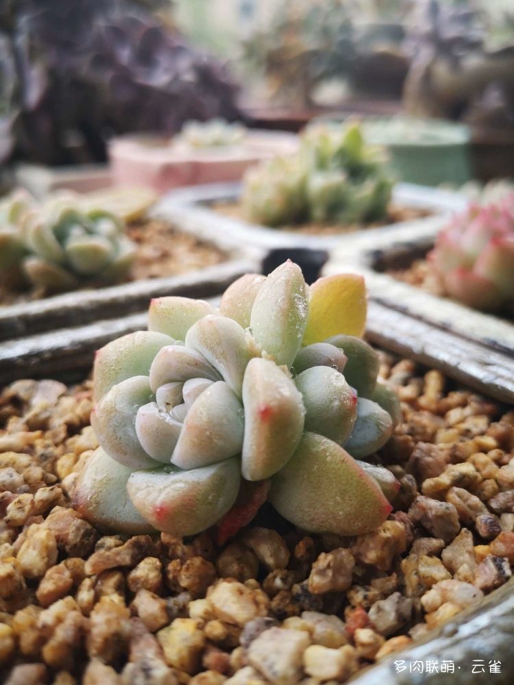 冰玉