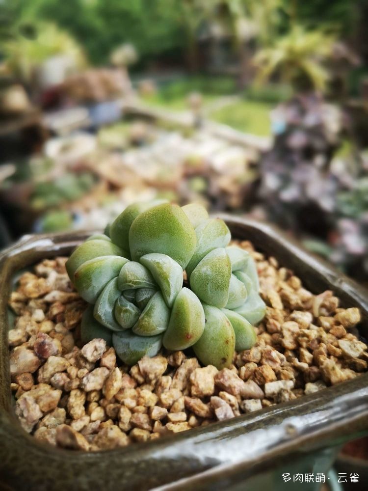 冰玉