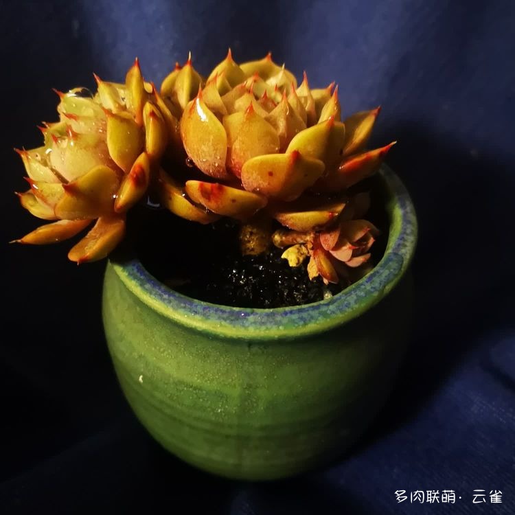 杭州初夏的多肉