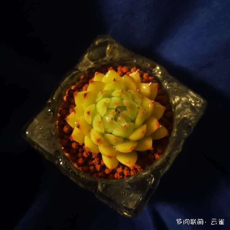 杭州初夏的多肉