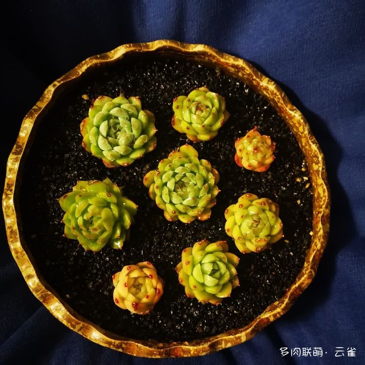 杭州初夏的多肉