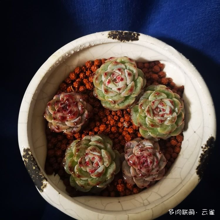 杭州初夏的多肉