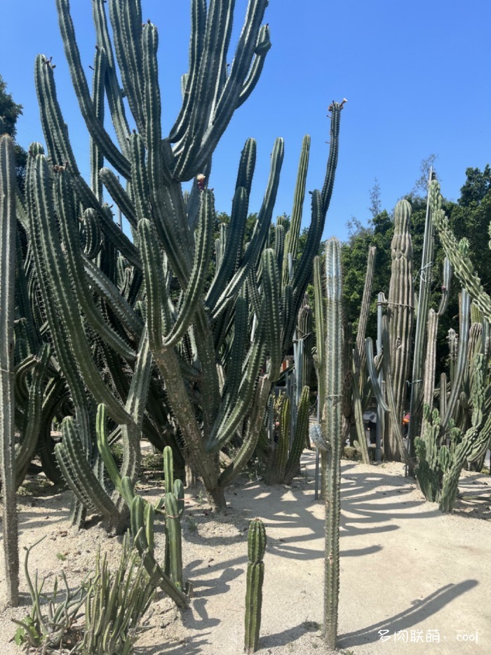 厦门万石植物园里的仙人掌