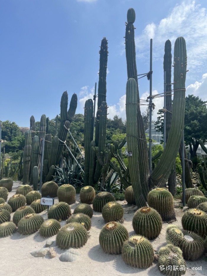 厦门万石植物园里的仙人掌