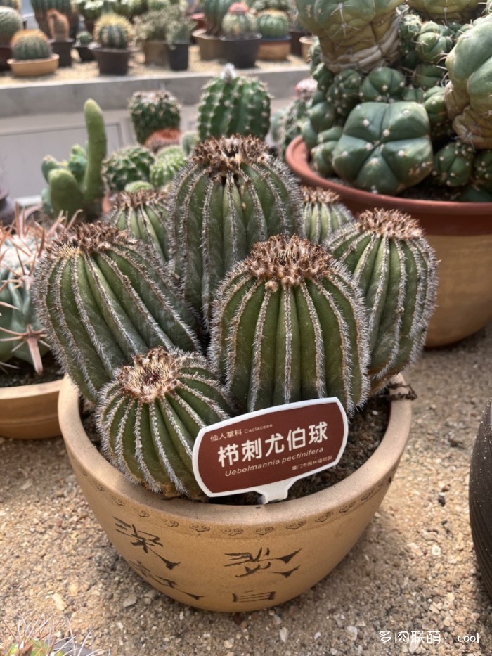 厦门万石植物园里的仙人掌