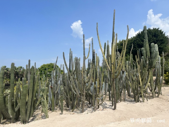 厦门万石植物园里的仙人掌