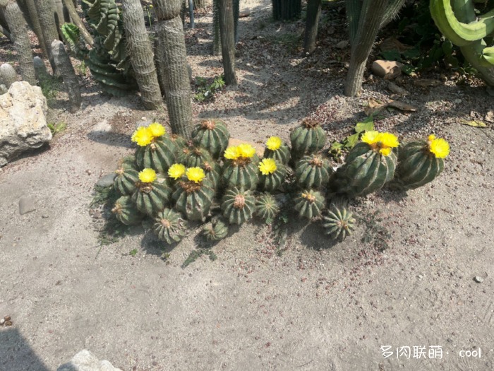 厦门万石植物园里的仙人掌