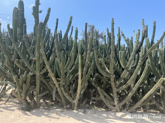 厦门万石植物园里的仙人掌