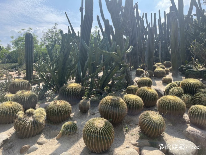 厦门万石植物园里的仙人掌