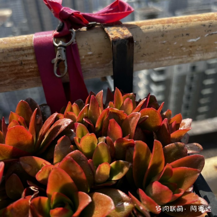 幸福与多肉