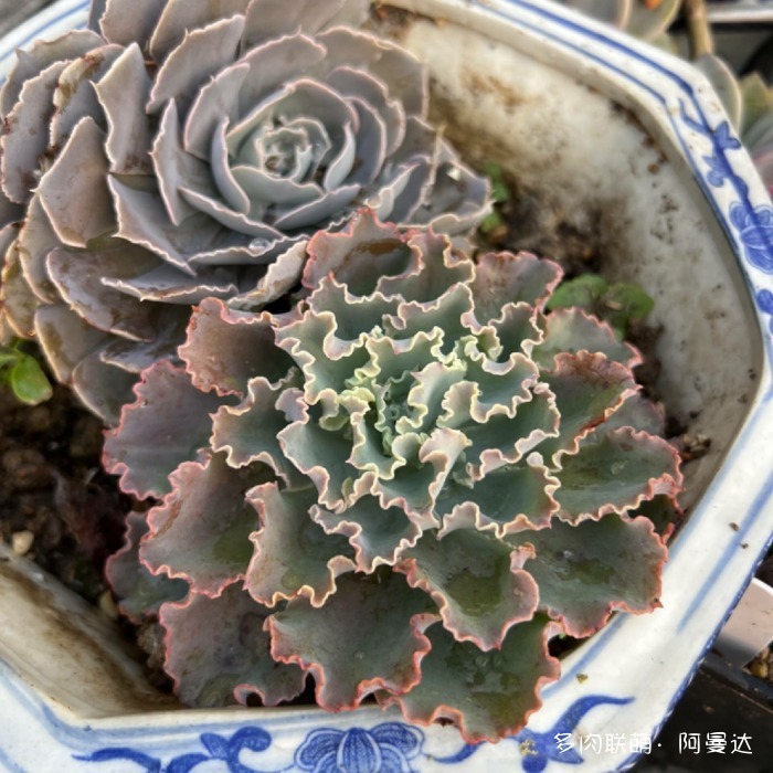 幸福与多肉