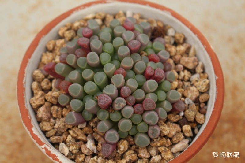 五十铃玉 Fenestraria aurantiaca