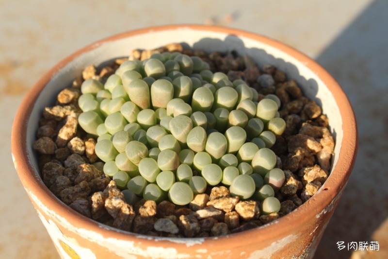 五十铃玉 Fenestraria aurantiaca