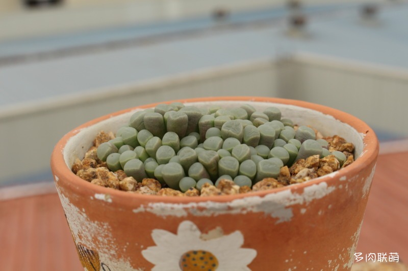 五十铃玉 Fenestraria aurantiaca