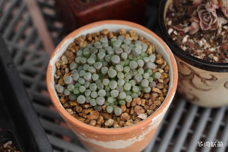 五十铃玉 Fenestraria aurantiaca