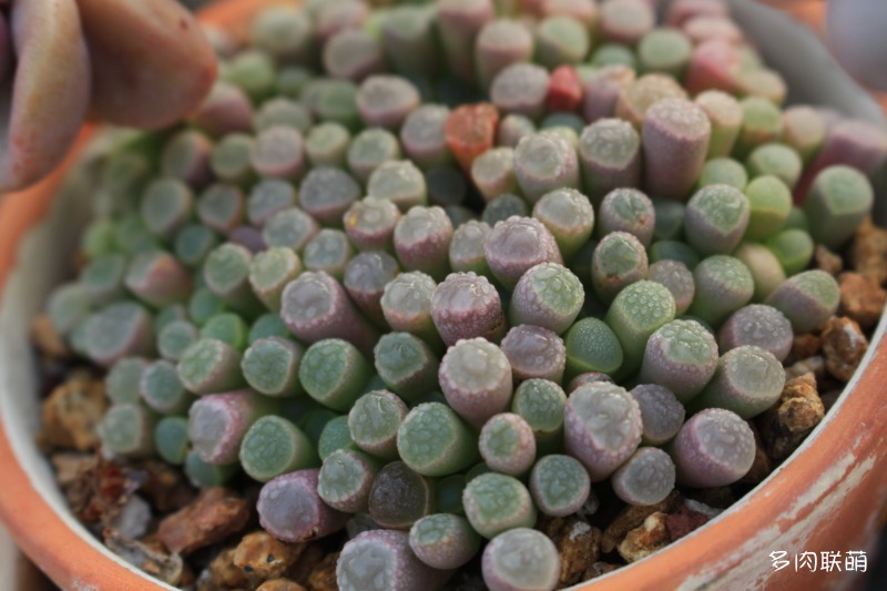 五十铃玉 Fenestraria aurantiaca