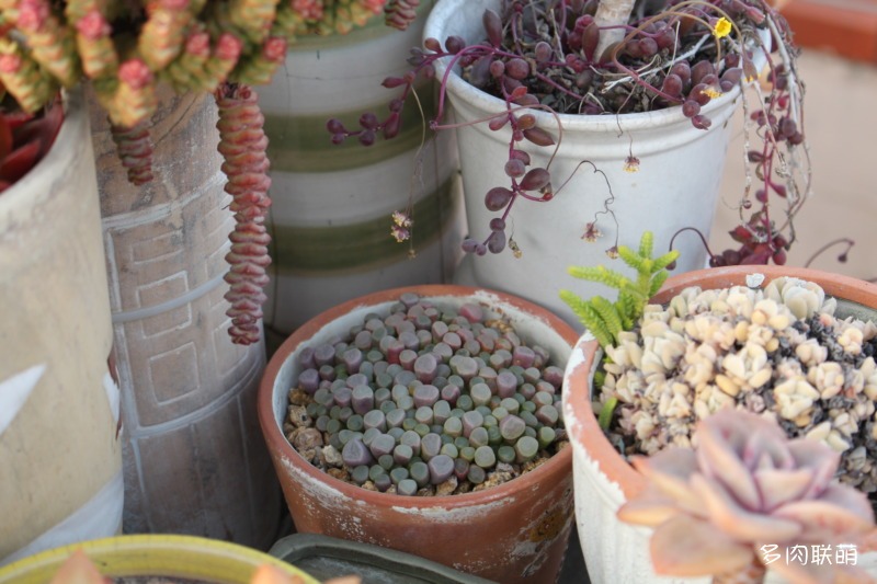 五十铃玉 Fenestraria aurantiaca