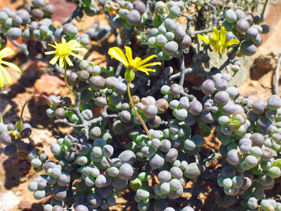Othonna sedifolia 厚敦菊属