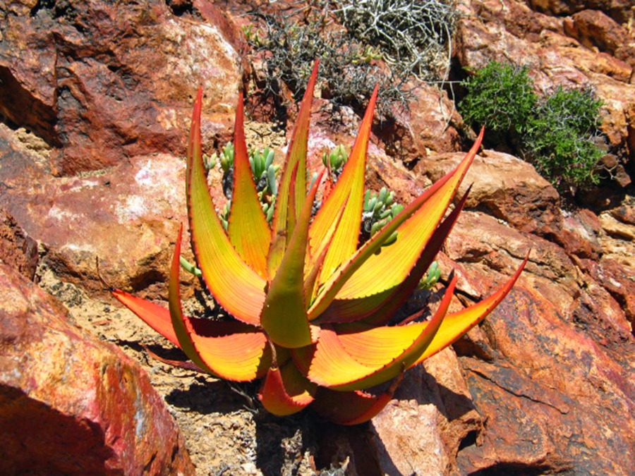 Aloe gariepensis 醉鬼亭芦荟