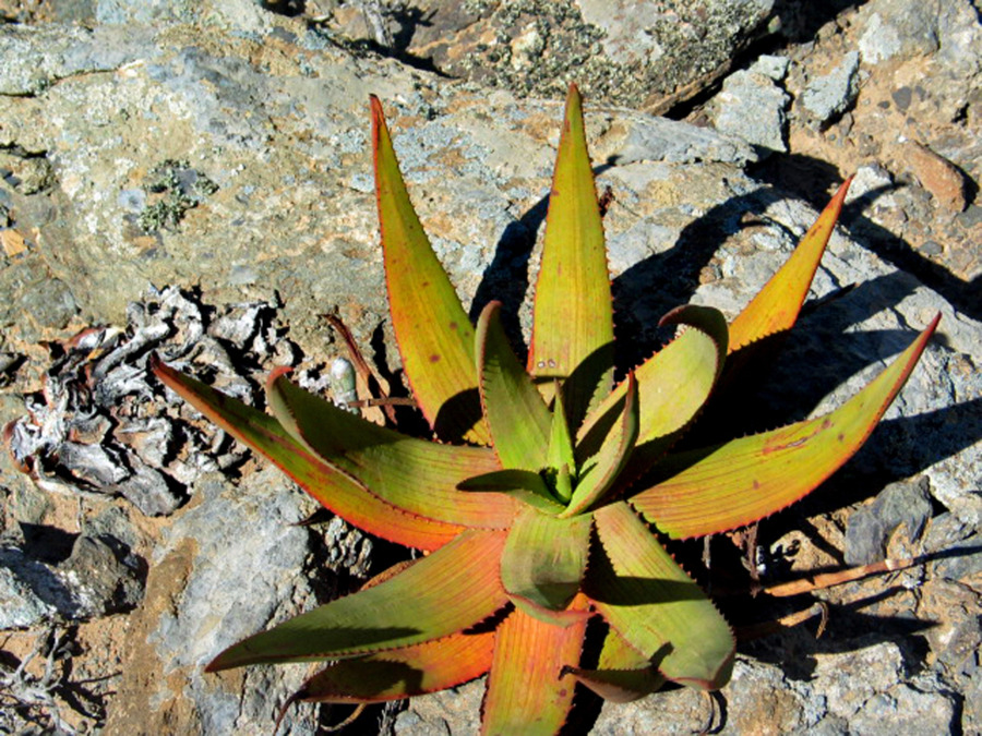 Aloe gariepensis 醉鬼亭芦荟