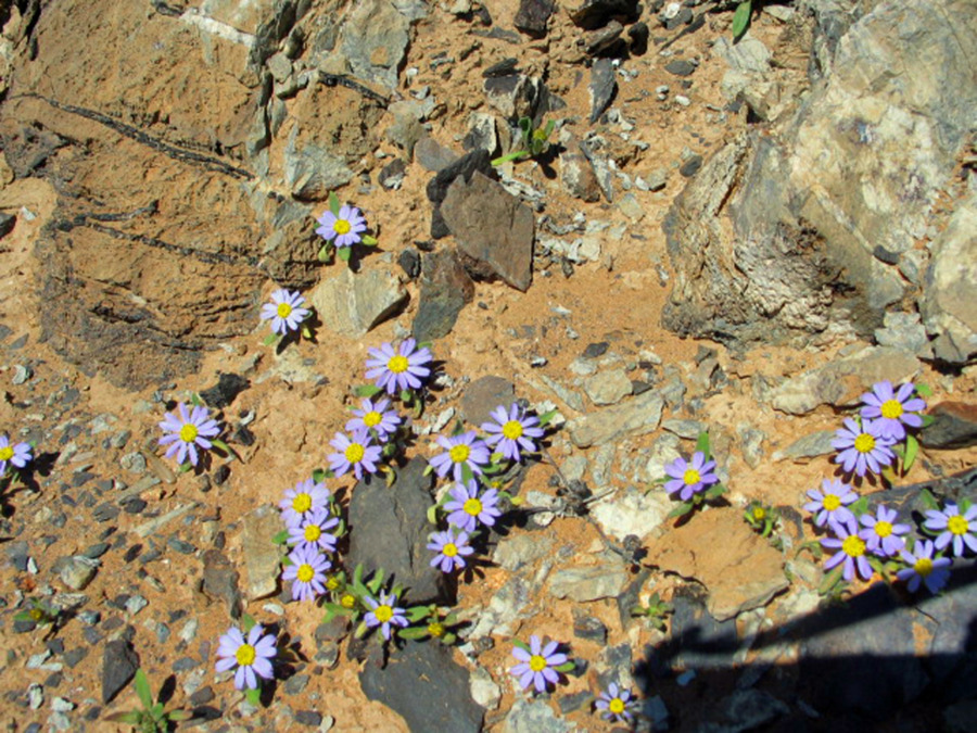 Amellus nanum 紫菀属?