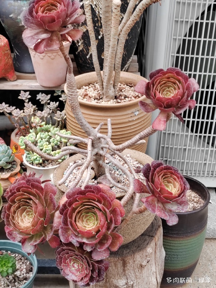 山东多肉小院的多肉和花果