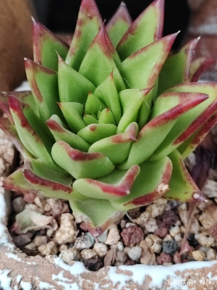 山东多肉小院的多肉和花果