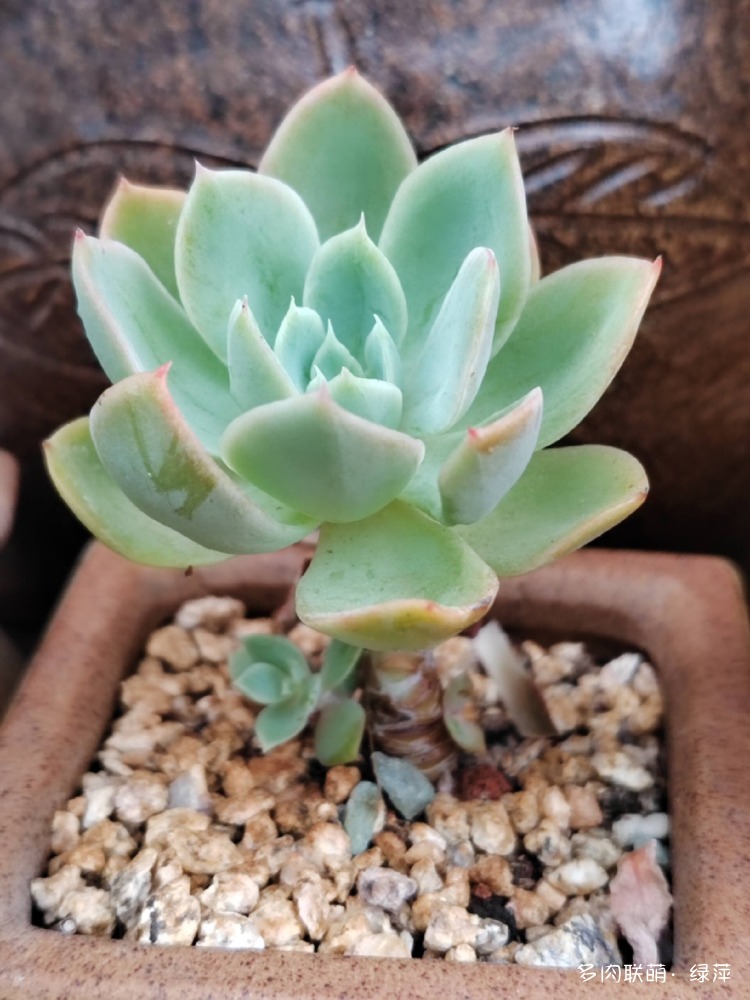 山东多肉小院的多肉和花果