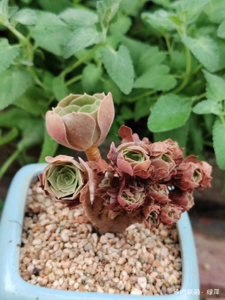 山东多肉小院的多肉和花果