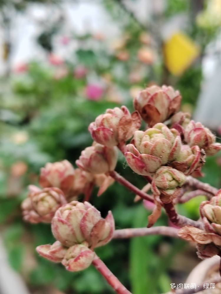 山东多肉小院的多肉和花果