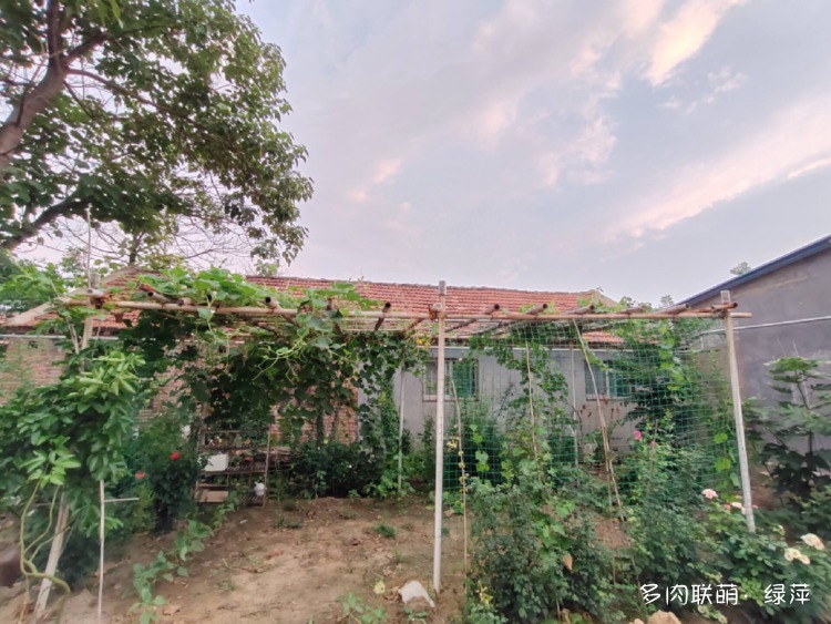 山东多肉小院的多肉和花果