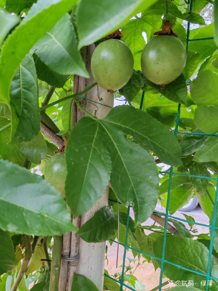 山东多肉小院的多肉和花果