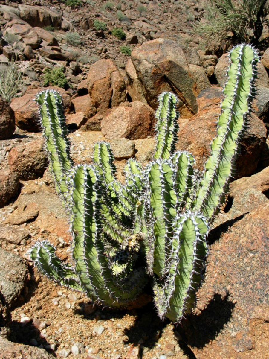 Euphorbia viridis
