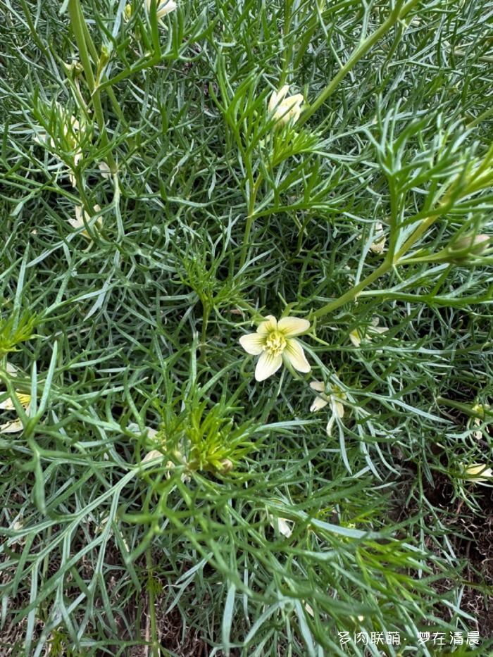 甘肃六月花草与多肉